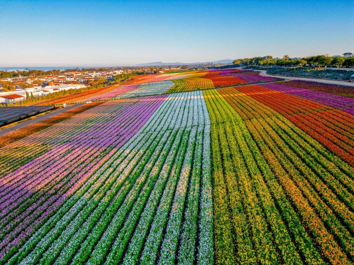 The Flower Fields at Carlsbad Ranch